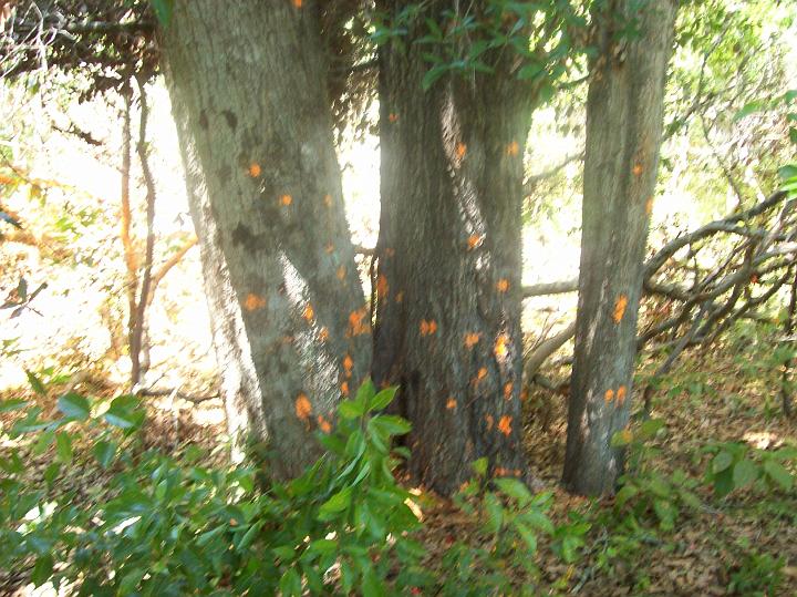 100_1542.JPG
