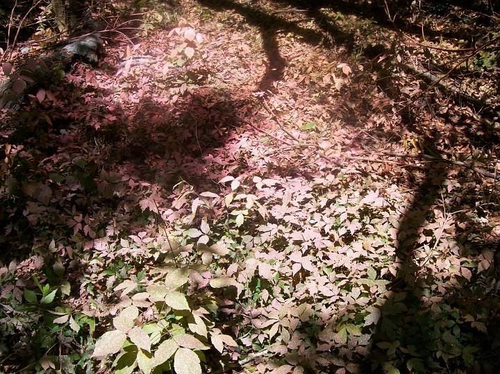 100_1547.JPG